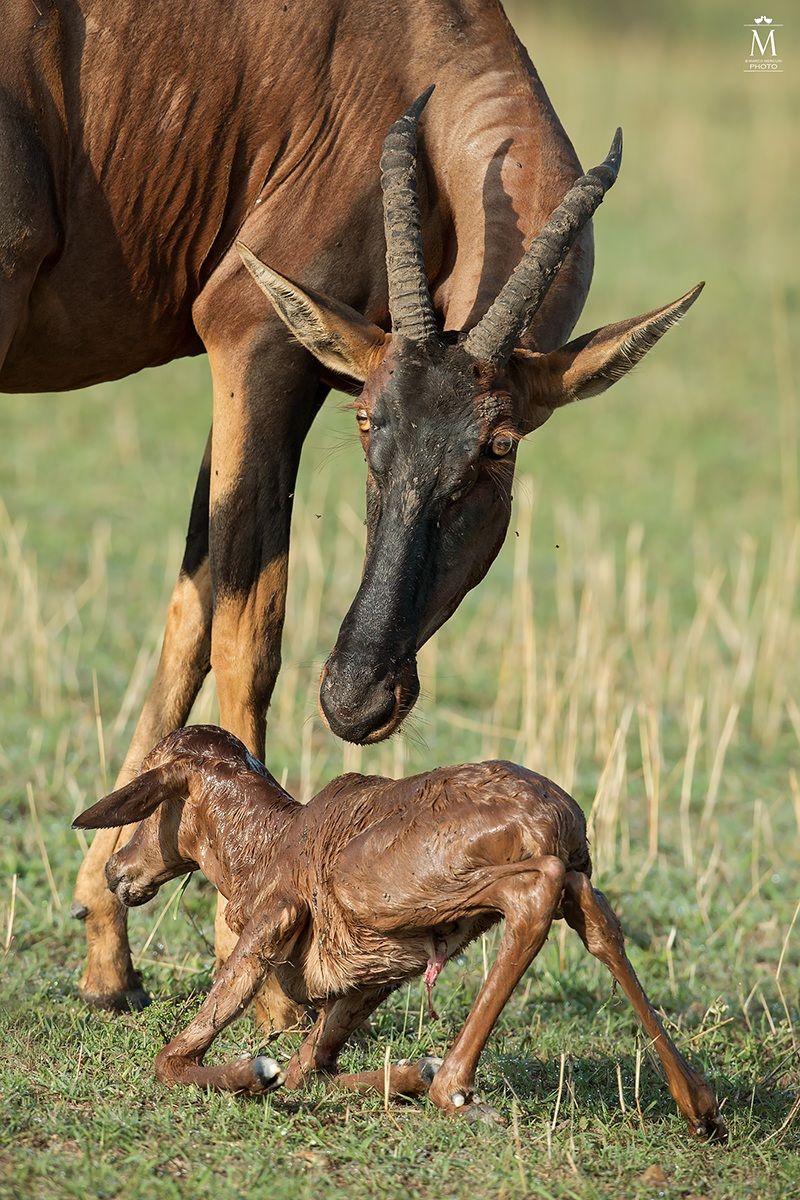 The Difficult First Steps.