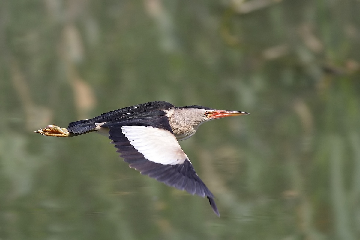 male bittern