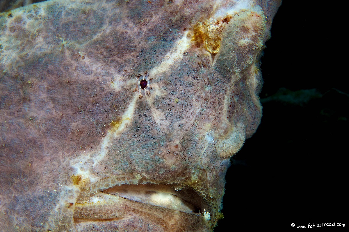 Frogfish
