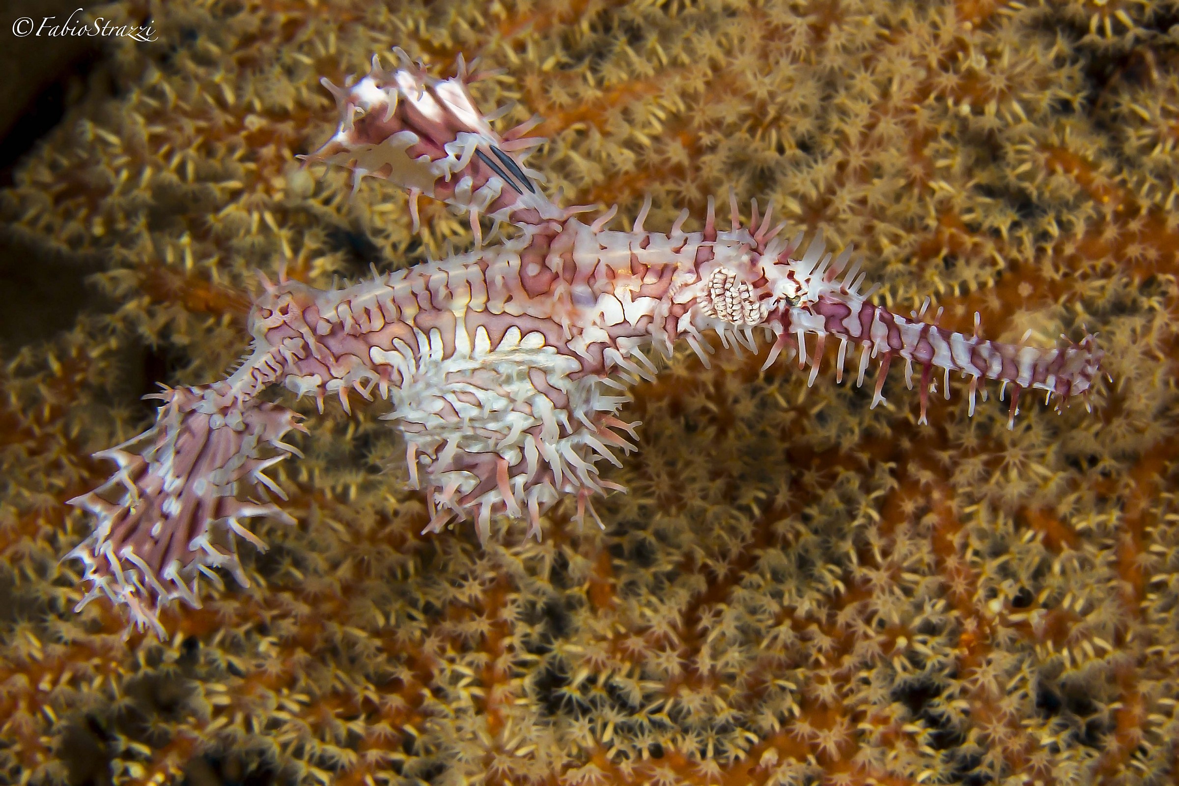 Ghost pipefish