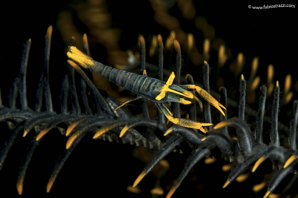 Crinoid shrimp