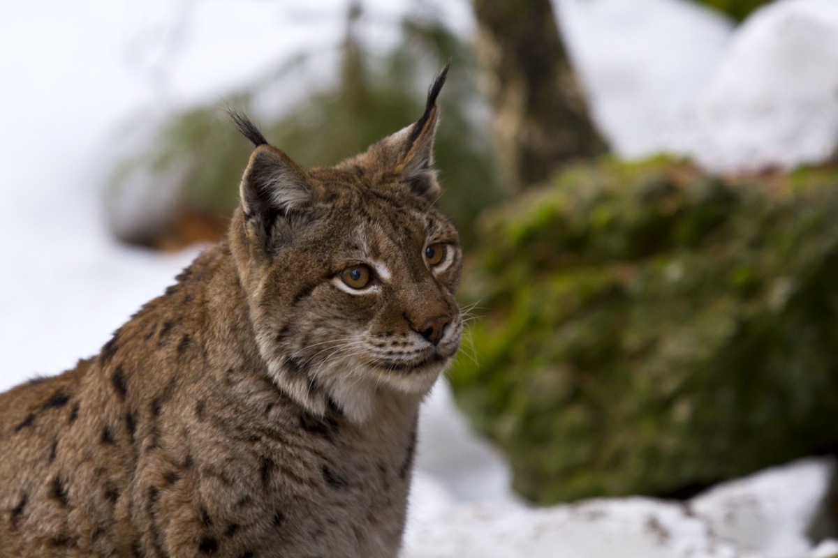 Lince