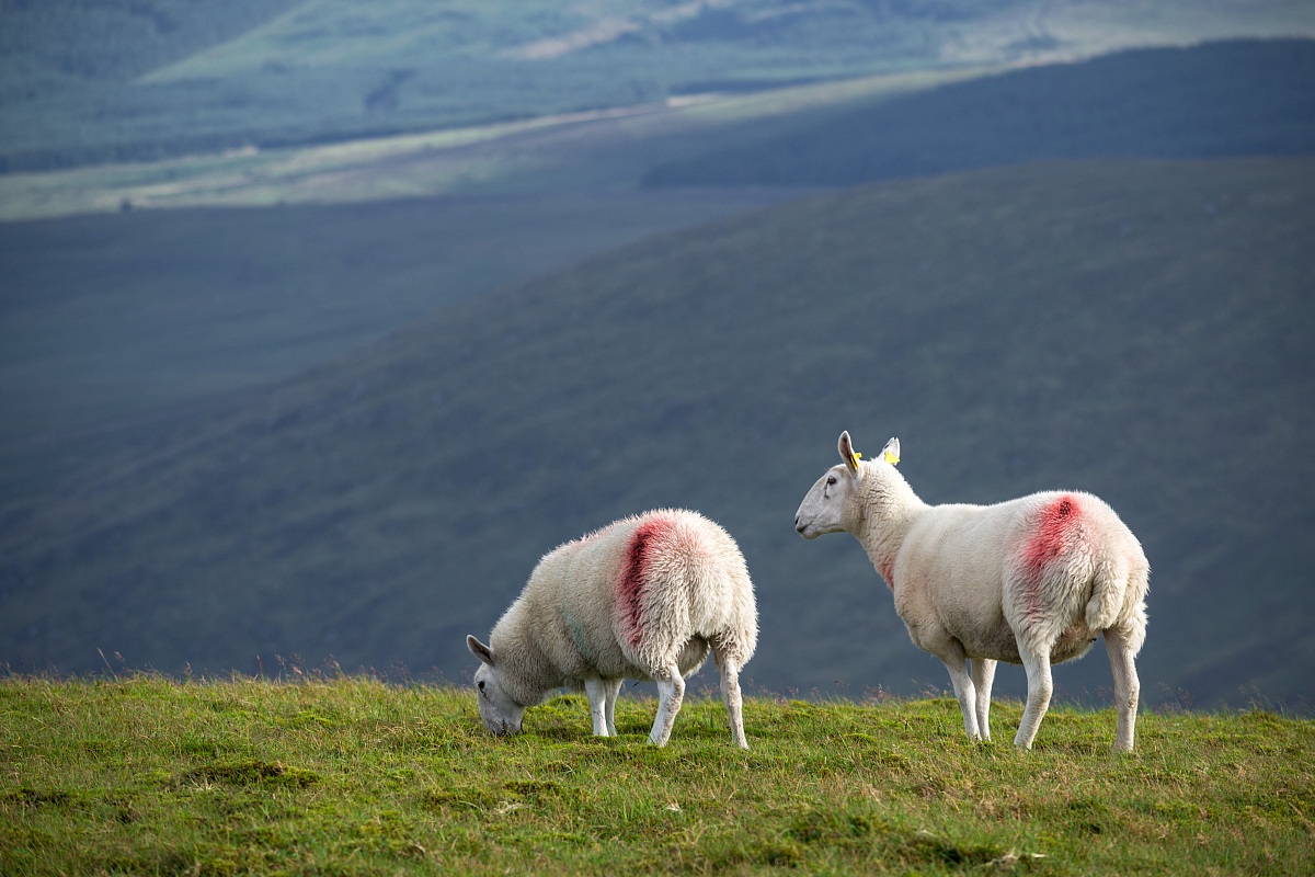 Marked (Wicklow Mountains, Ireland)
