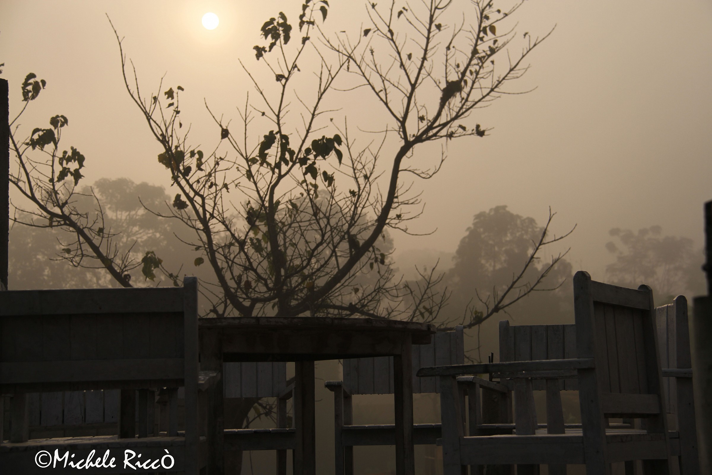 Morning in the jungle