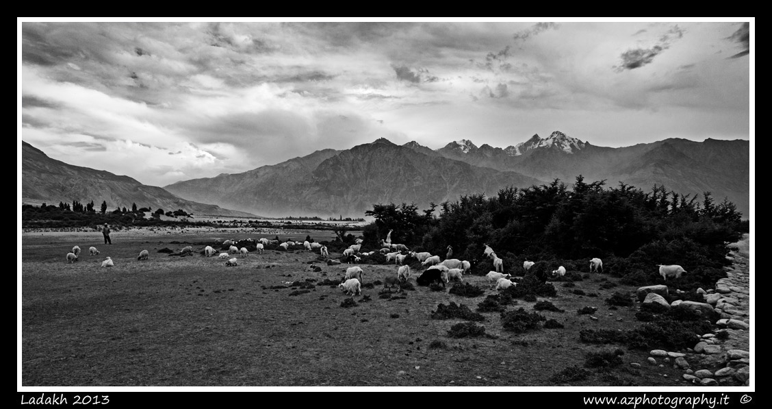 Nubra Valley Desert II