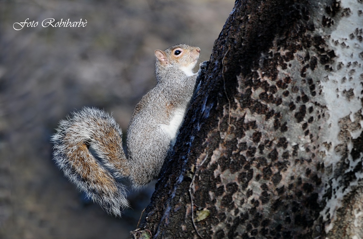 Scoiattolo grigio ....