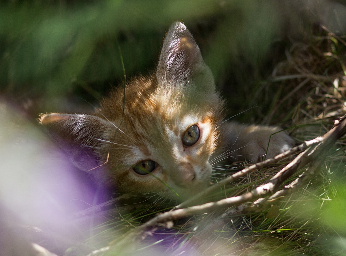 In the jungle of lavenders