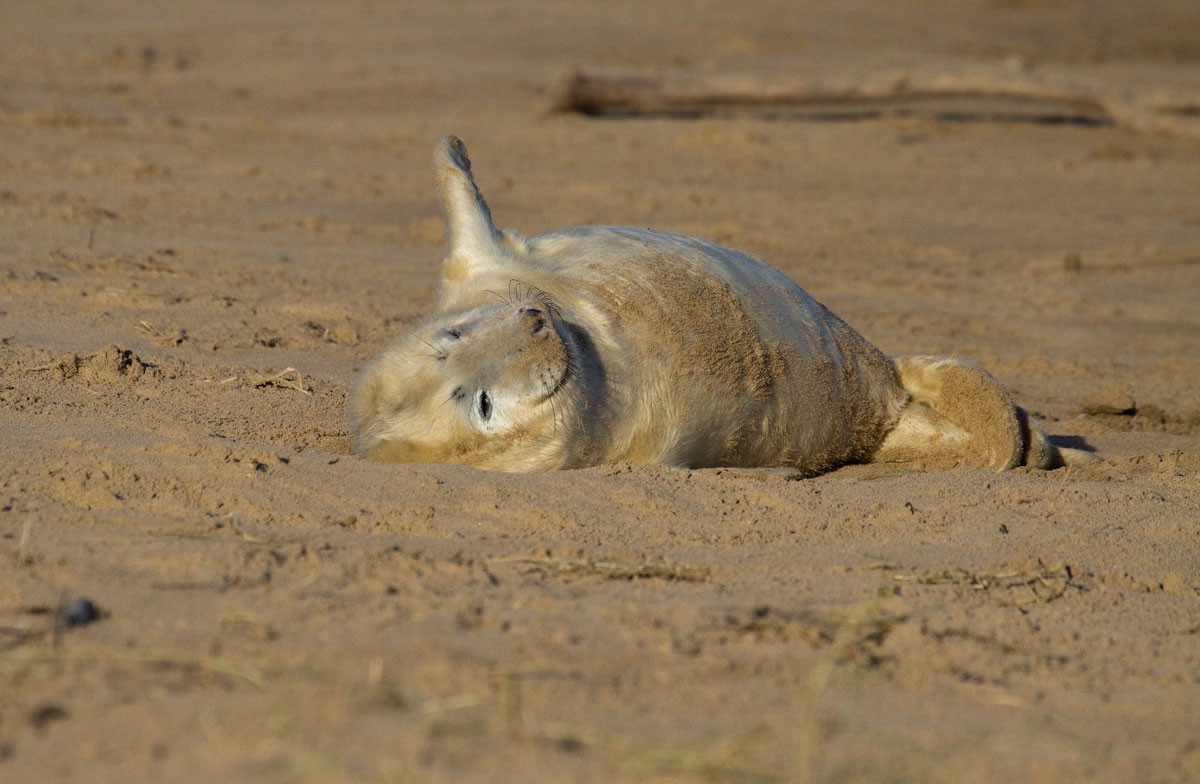 who took the Nutella, I mother