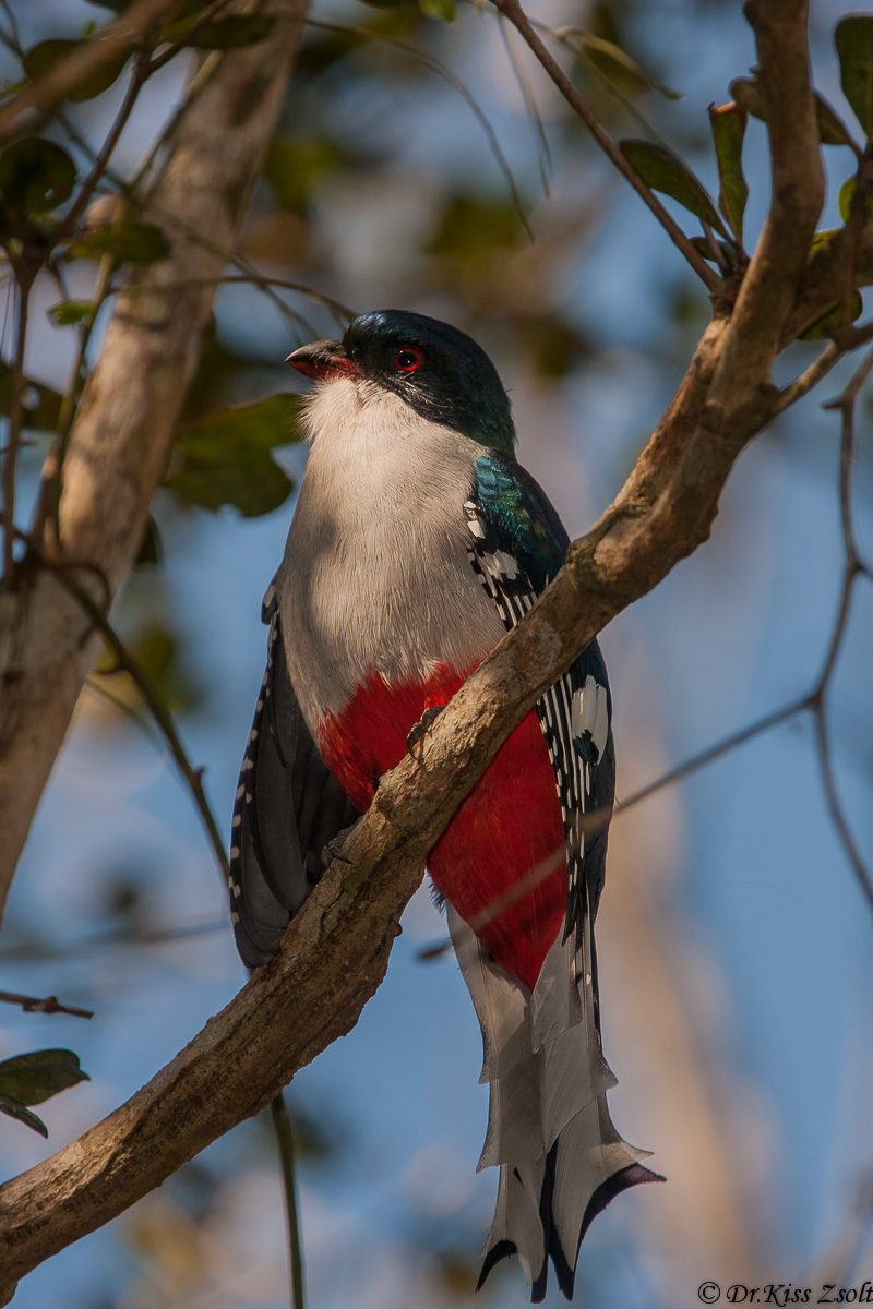 Cuban Trogon