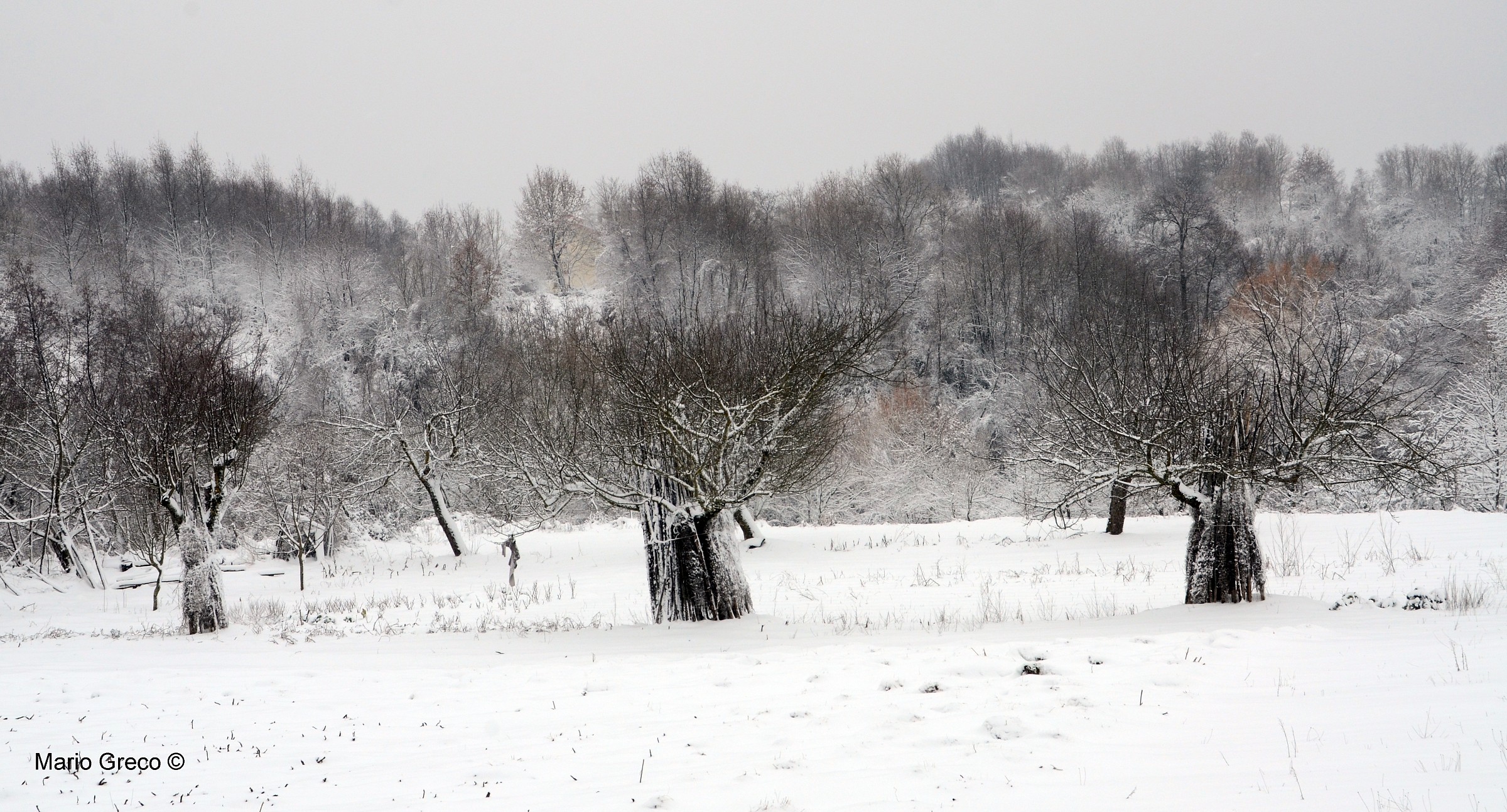 Forse la neve ama gli alberi e i campi
