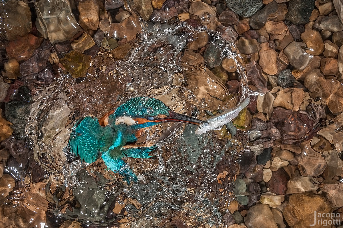 emersione - Alcedo atthis