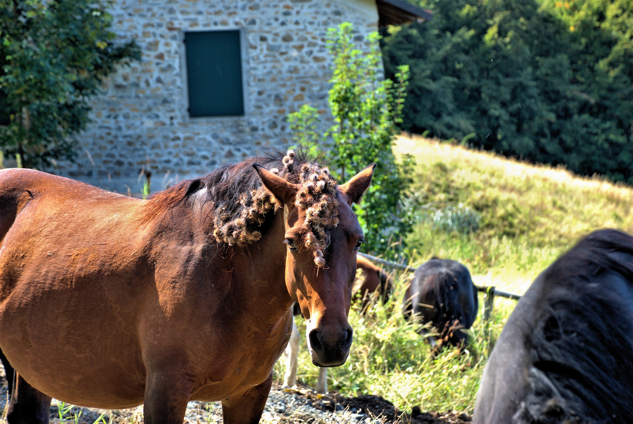 Acconciatura dolorosa