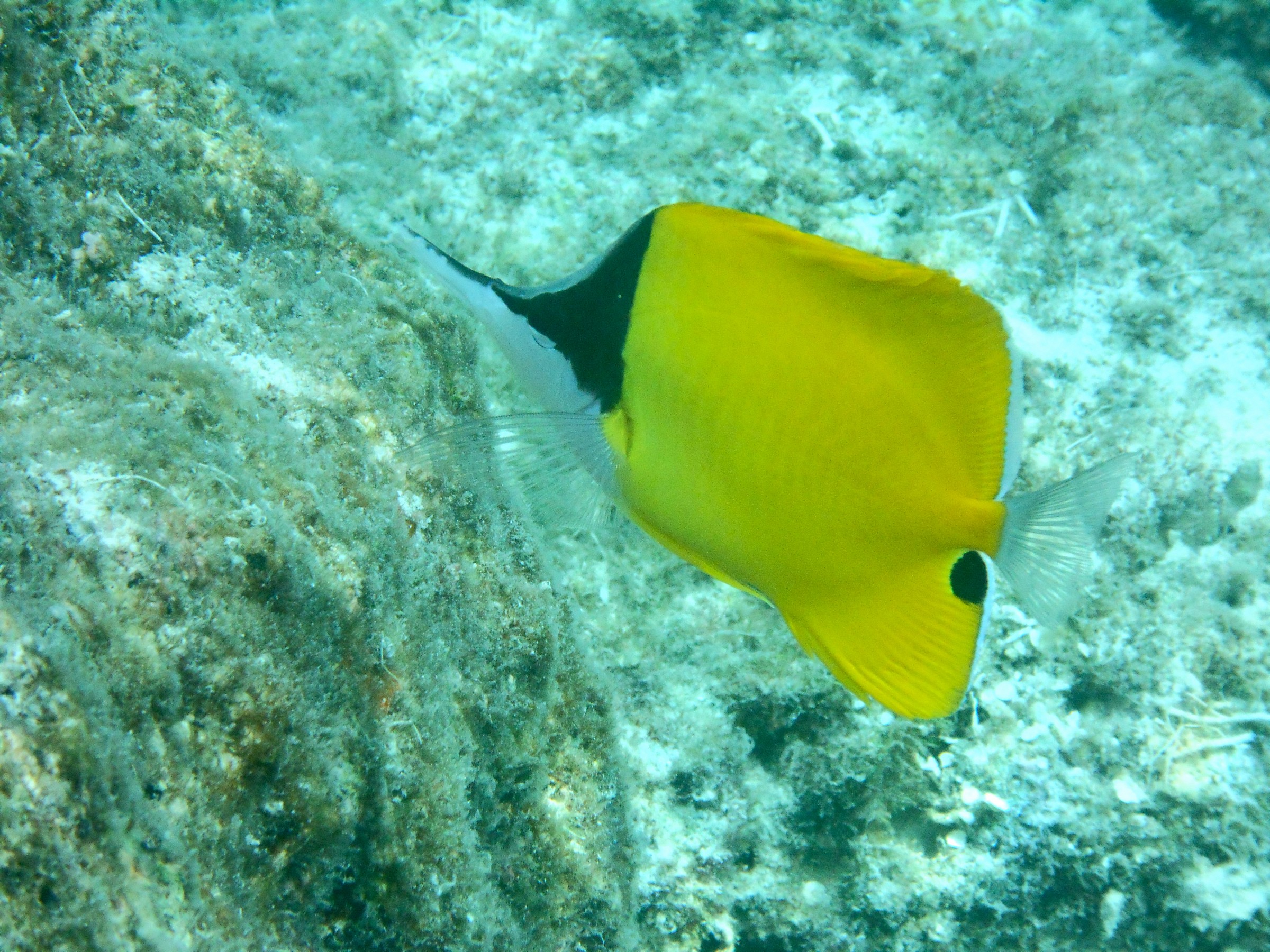 Long Snout Butterfly Fish (Forcipiger longirostris)