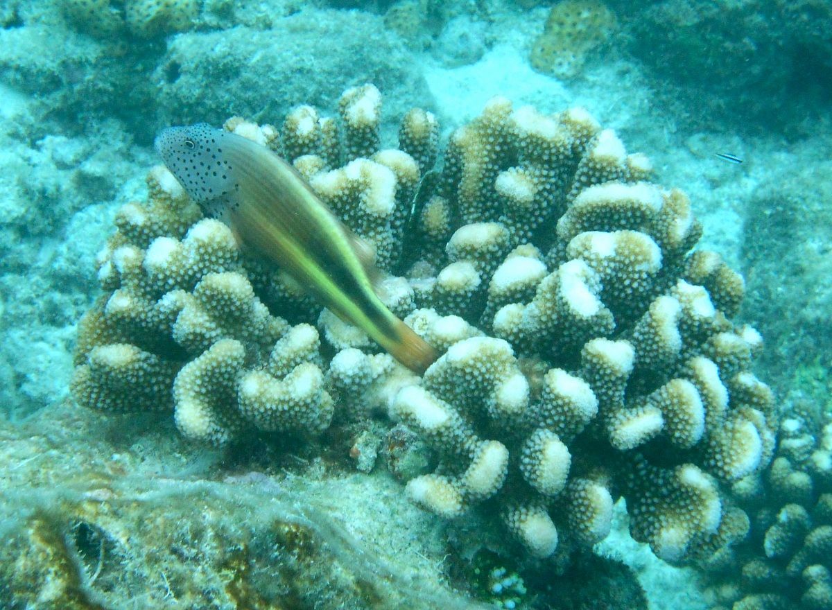 Fish Hawk Forster (Paracirrhites forsteri))