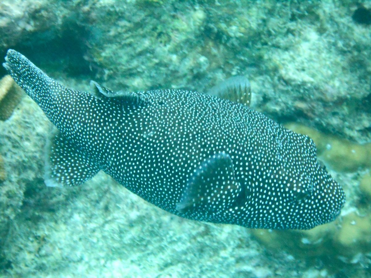 Pesce Palla Faraona (Arothron meleagris)