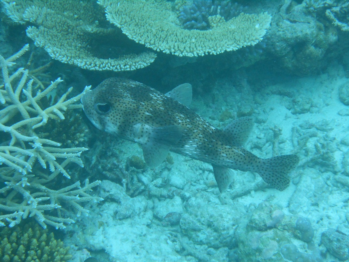 Dotted porcupine fish (Diodon Hystrix)