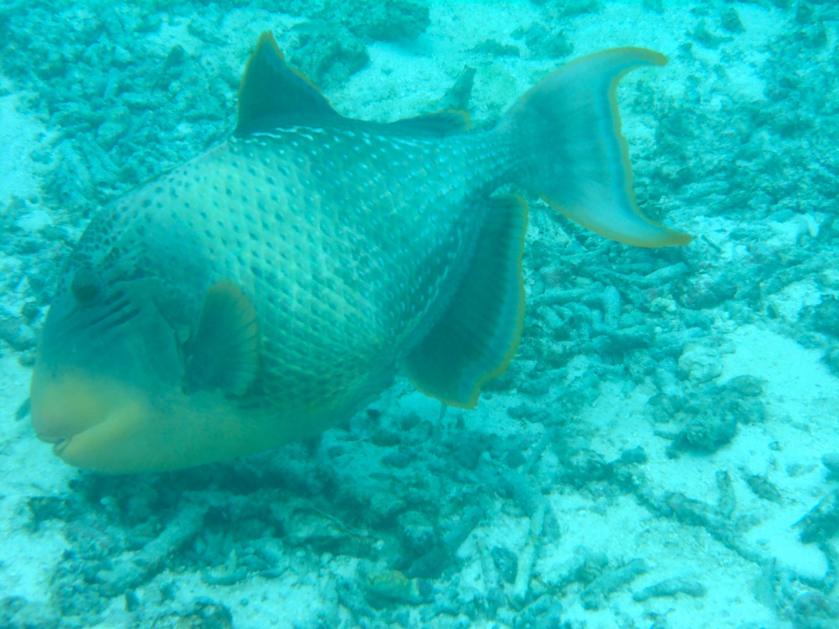 Pesce Balestra Titano (Balistoides viridescens)