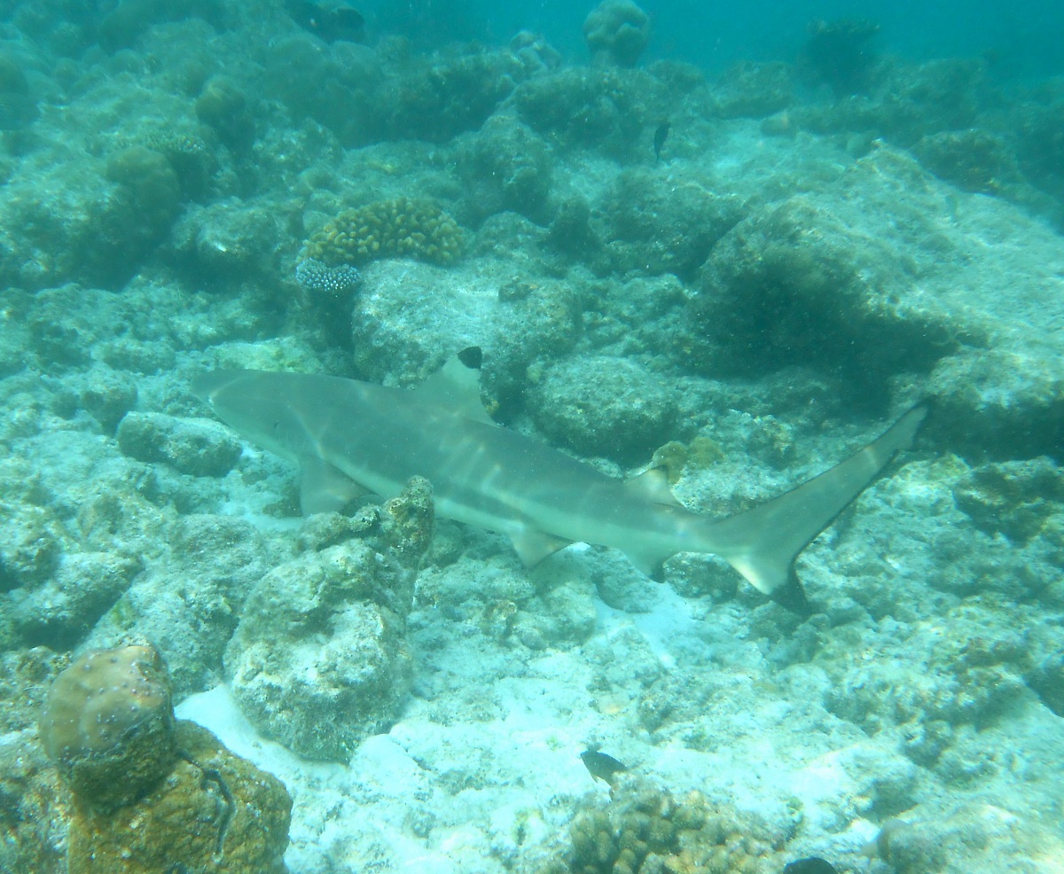 Black Fin Shark (Carcharhinus blacktip)