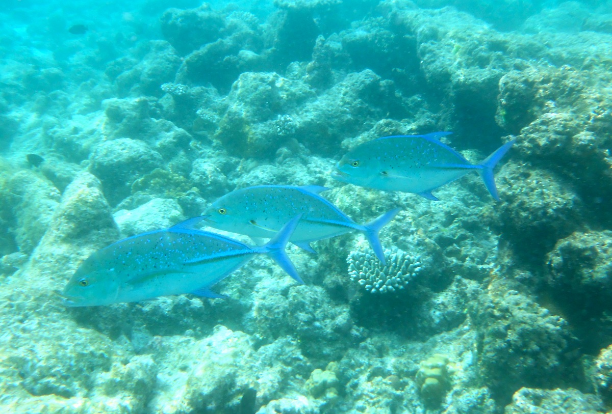 Carango Pinna Blu (Caranx melampygus)