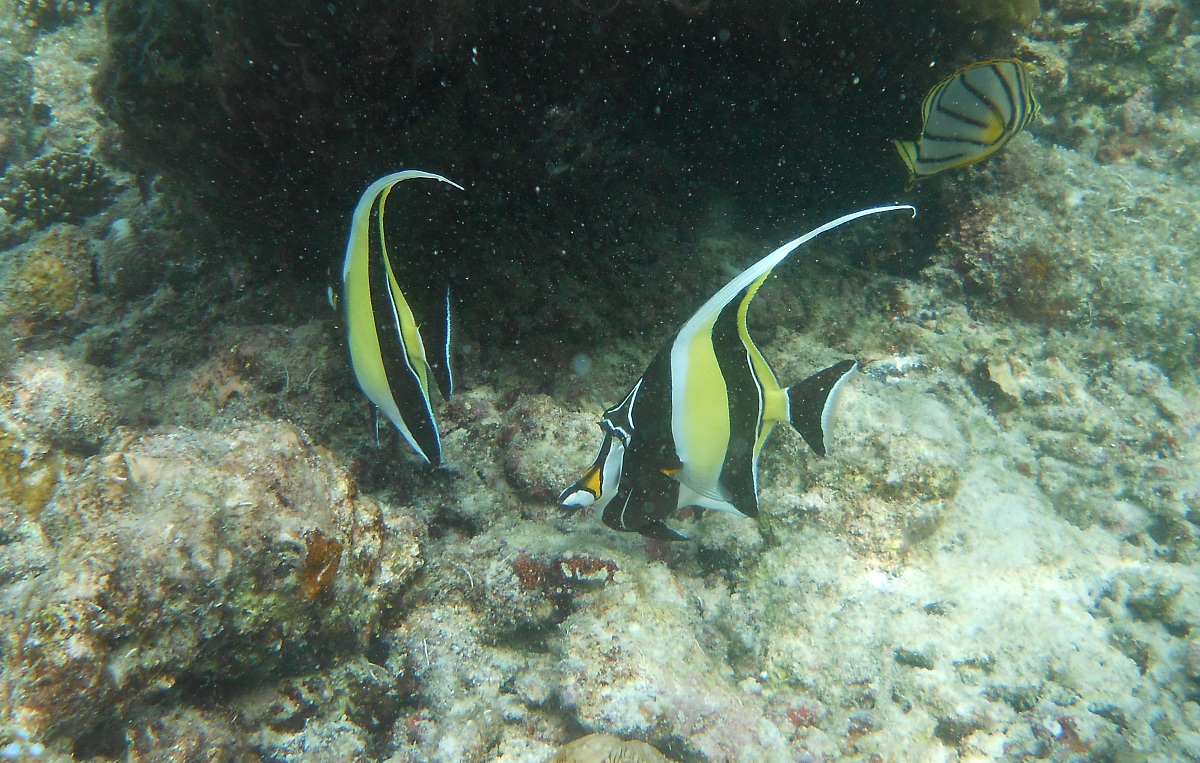 Idolo Moresco (Zanclus cornutus)