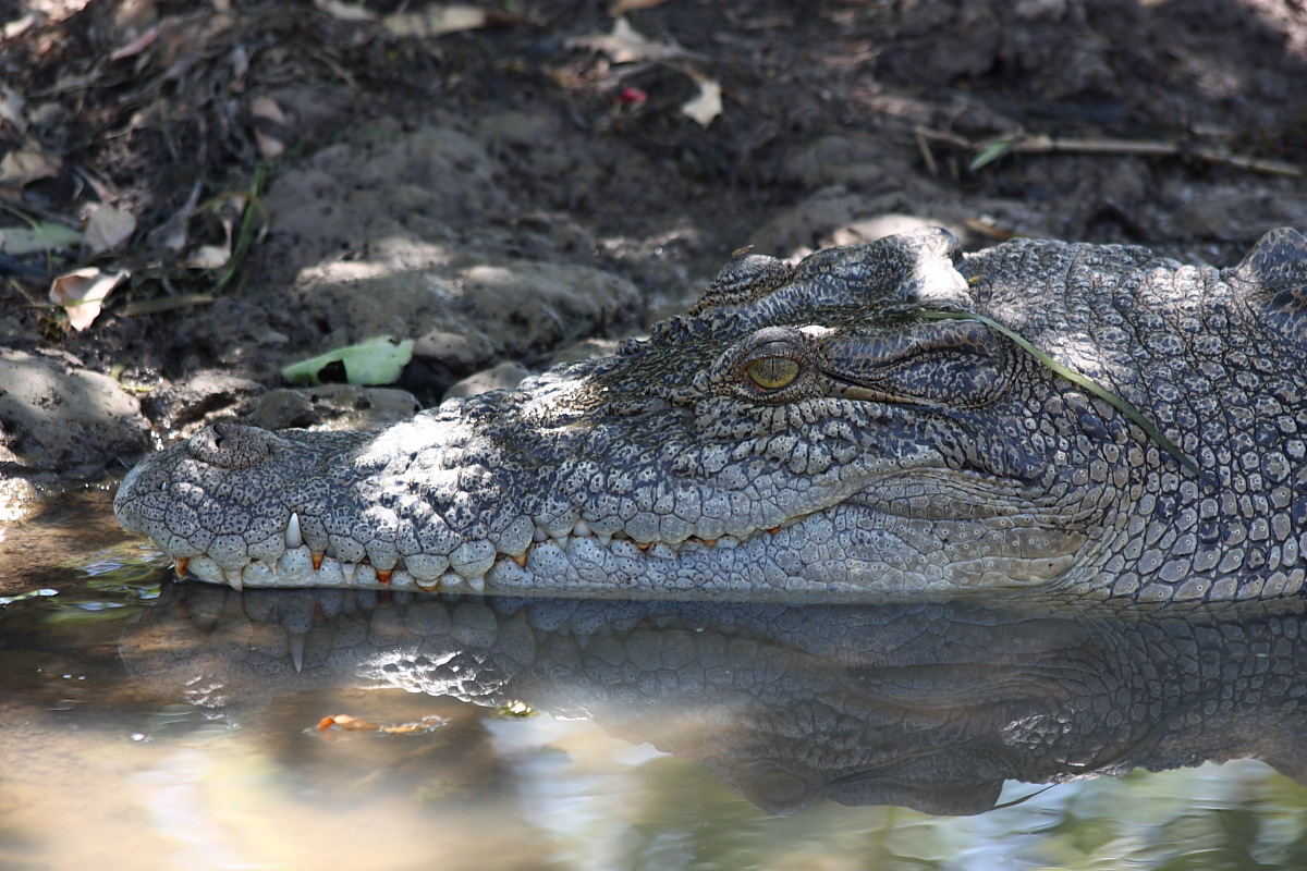 Waiting in the shade