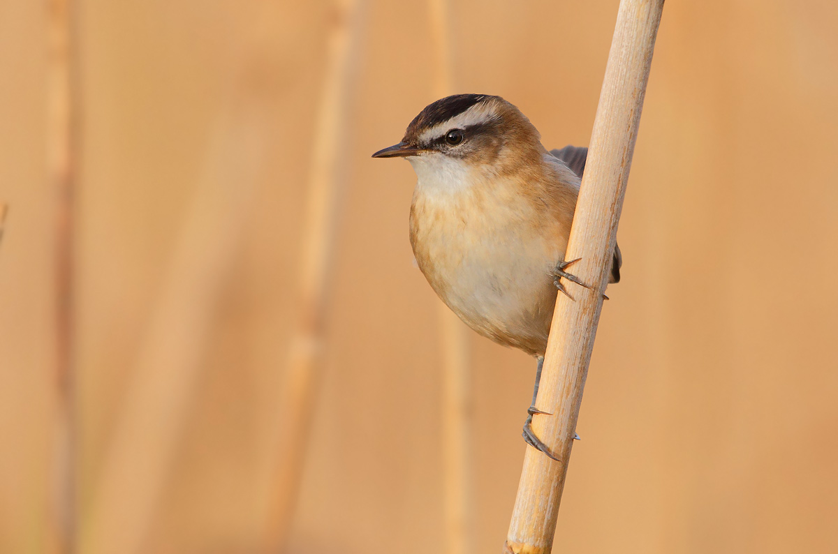 Moustached Warbler