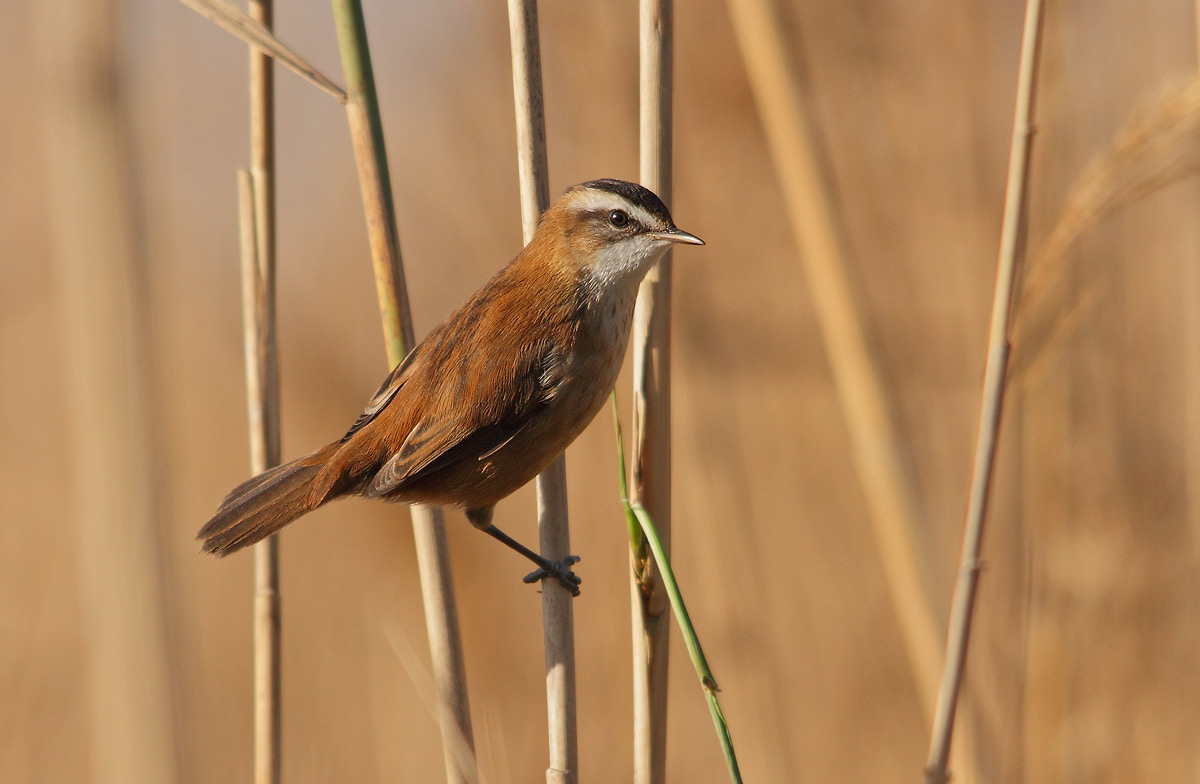 Moustached Warbler