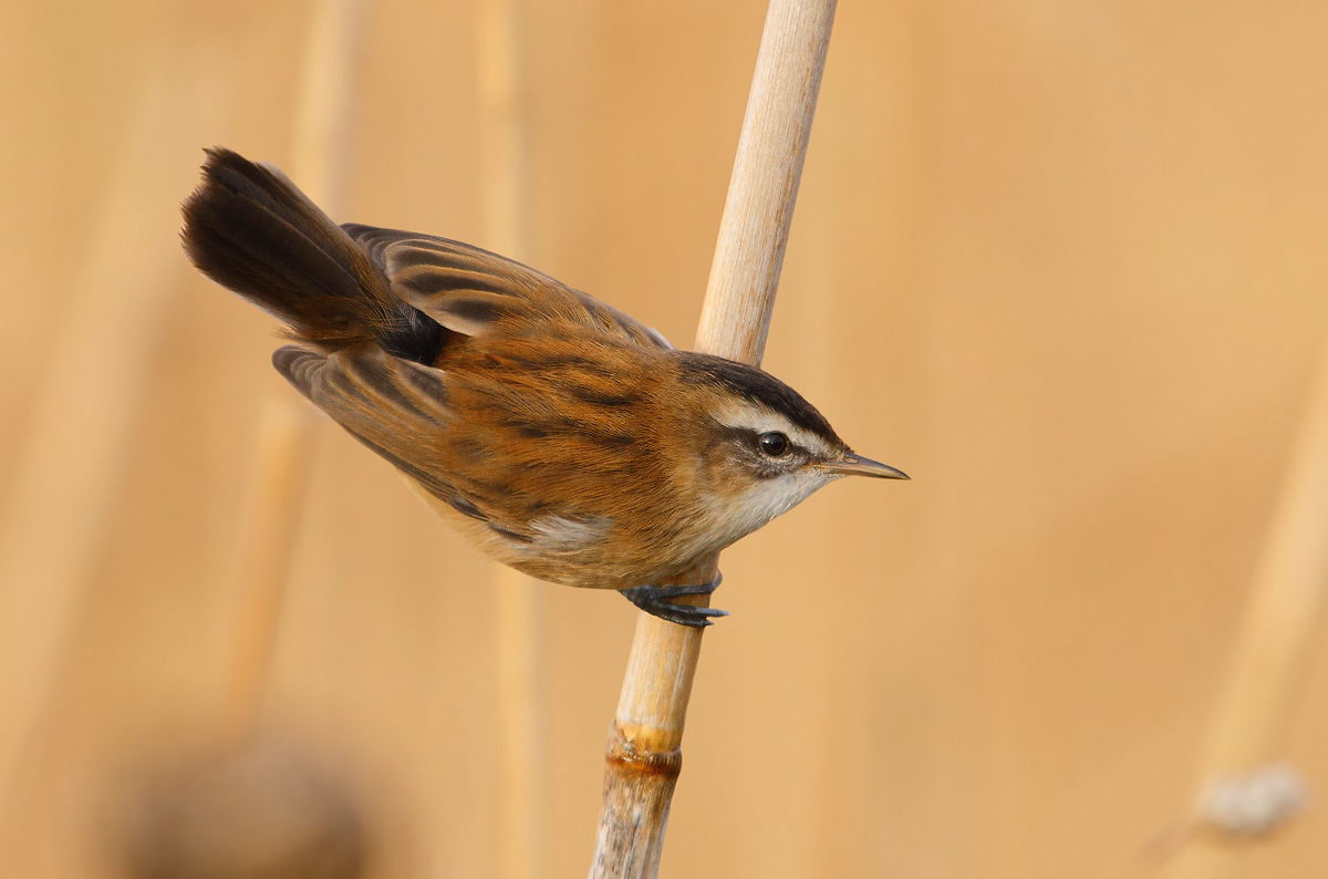 Moustached Warbler