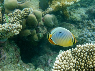 Chaetodon trifasciatus