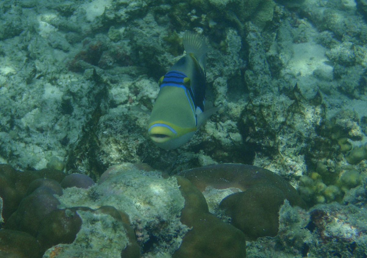 Picasso trigger fish (Rhinecanthus aculeatus)