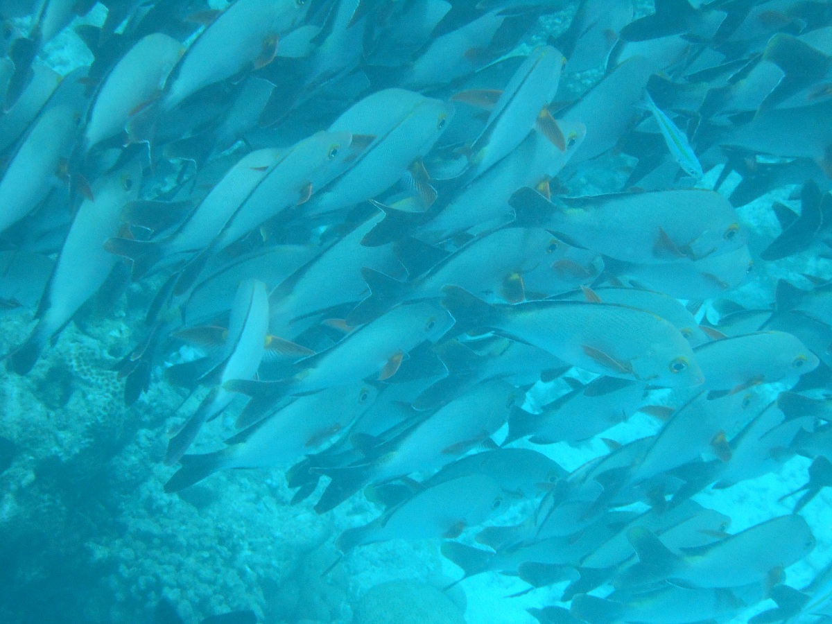 Red Snapper from the hump (Lutjanus gibbis)