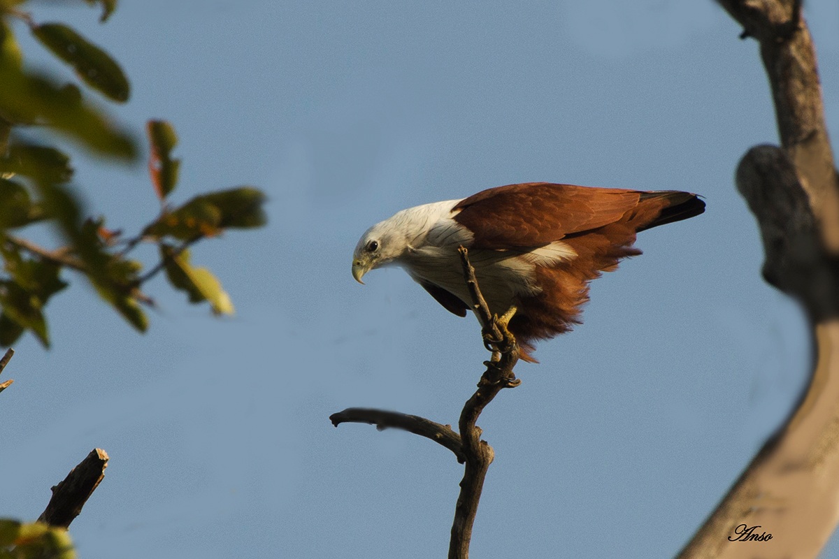 aquila sri lanka nvembre 2013