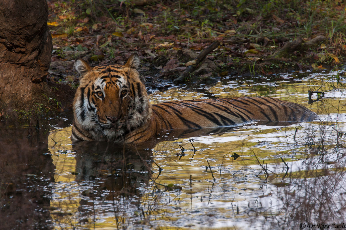 Bathing tigre