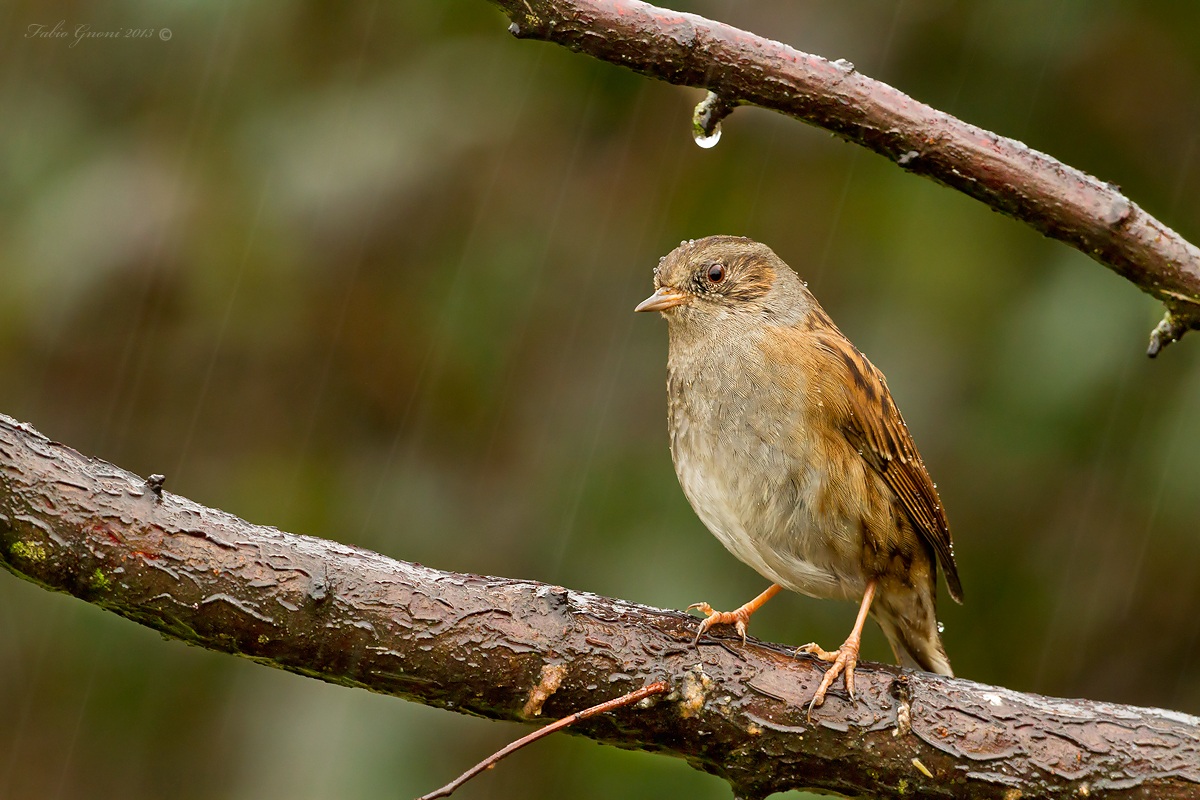 Prunella modularis bagnata..