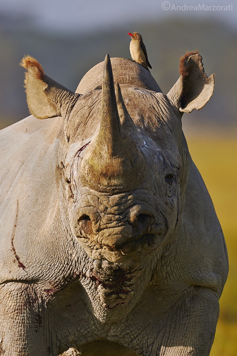 Black Rhinoceros and Oxpecker