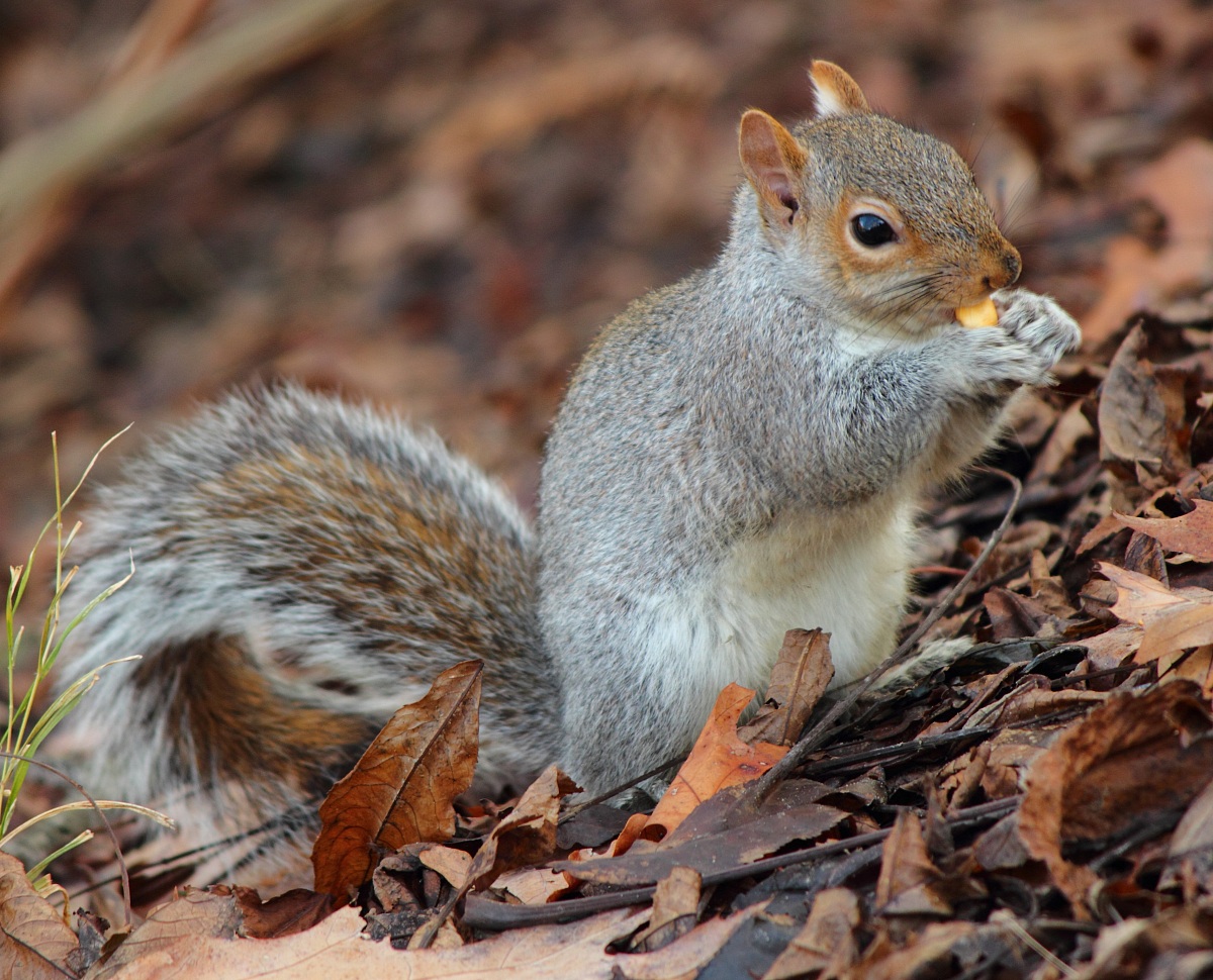 Grey Squirrel 2