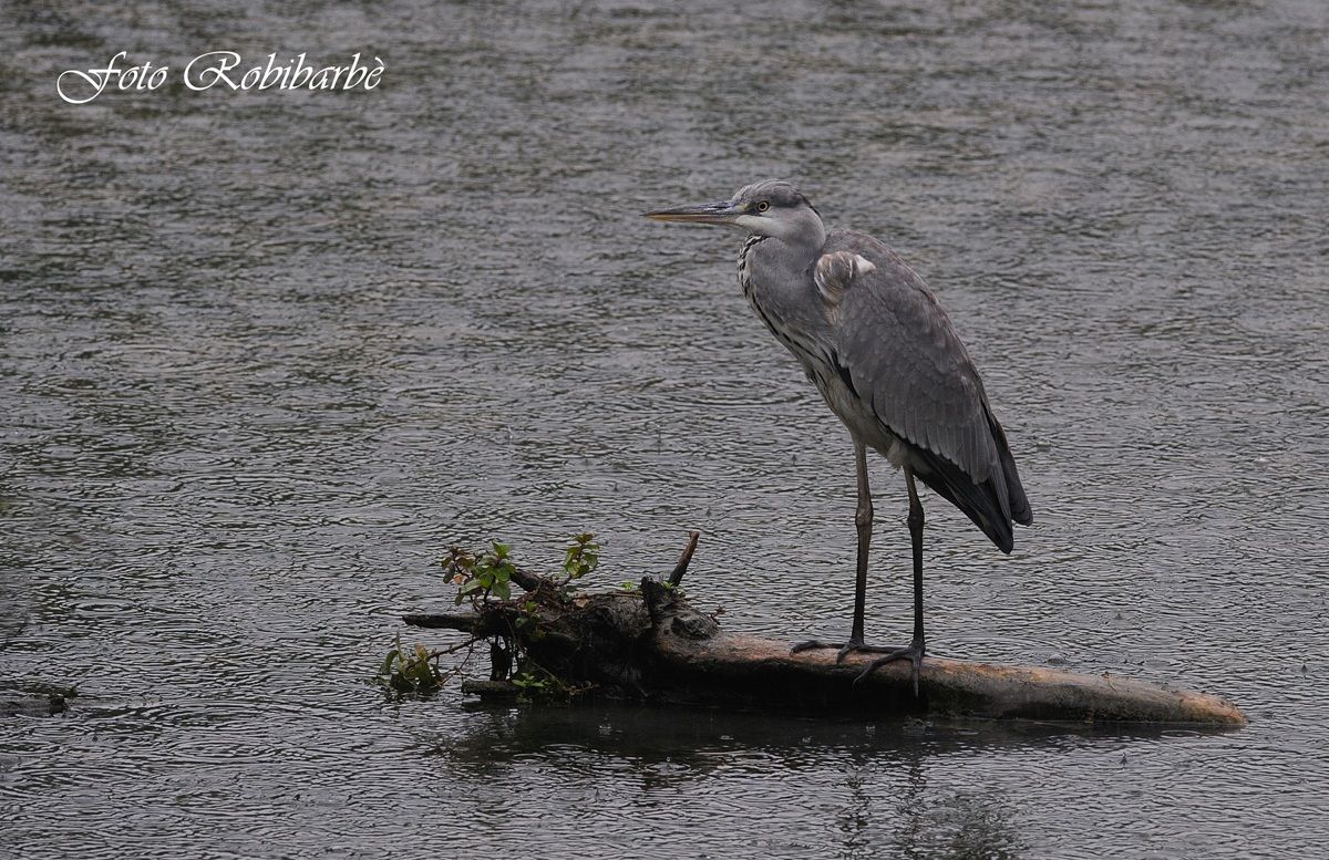 Airone cenerino...una grigia giornata....