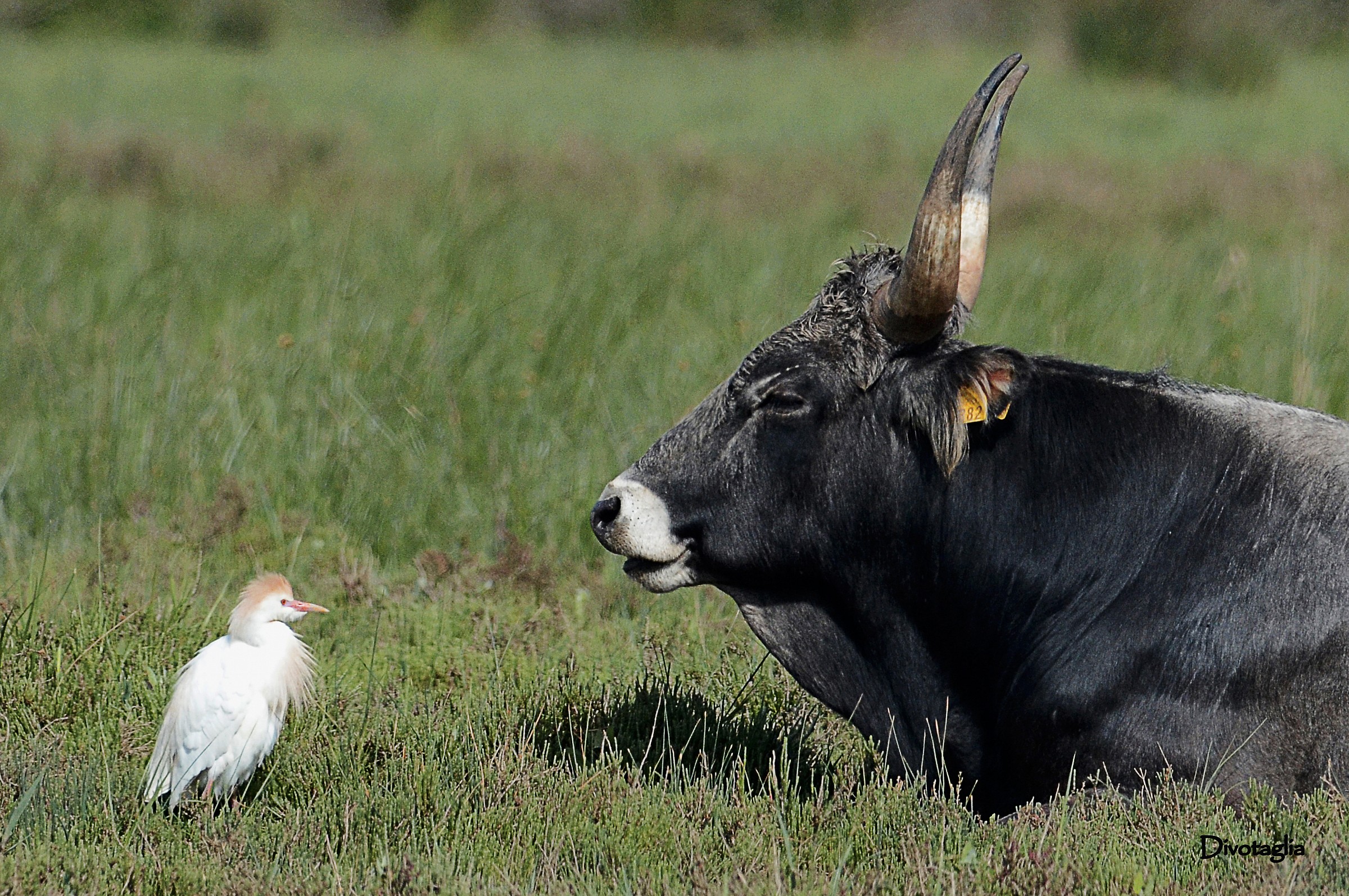 More 'Egret of so' ....
