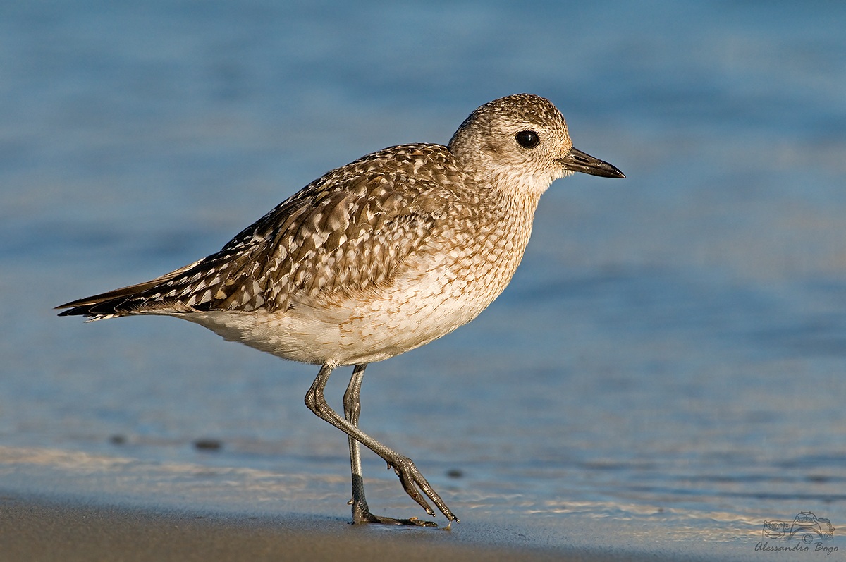 Black-bellied Plover