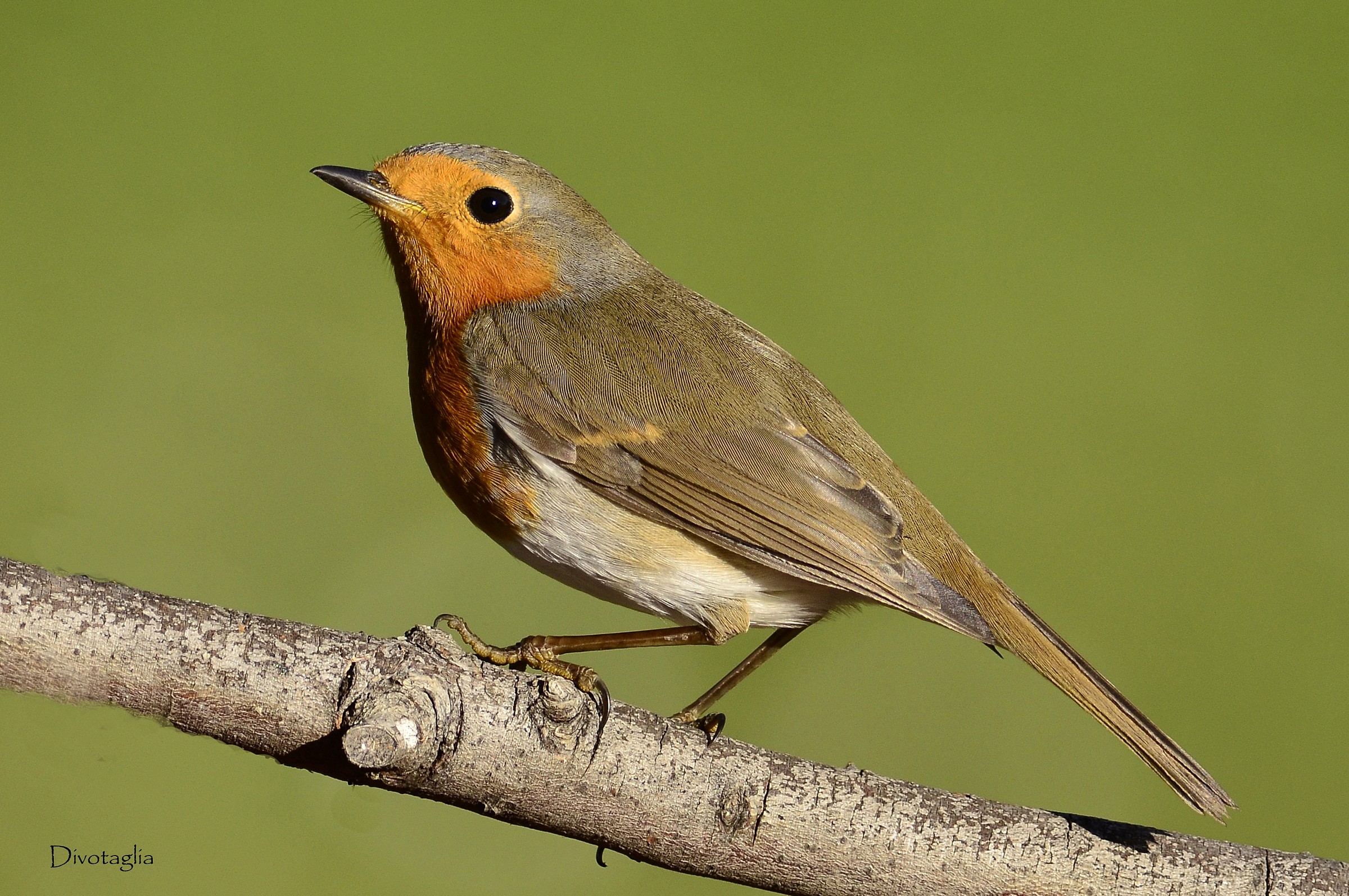 Pettirosso (Erithacus rubecula)