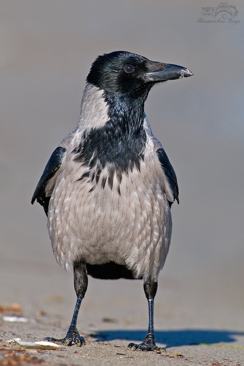 Hooded Crow