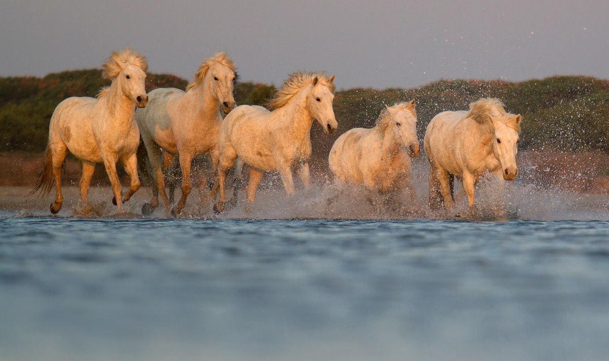 Horses of the Camargue