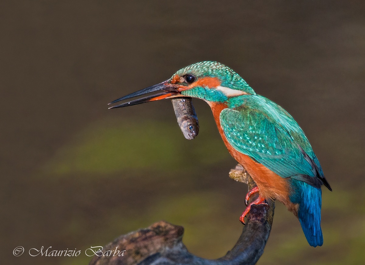 Kingfisher