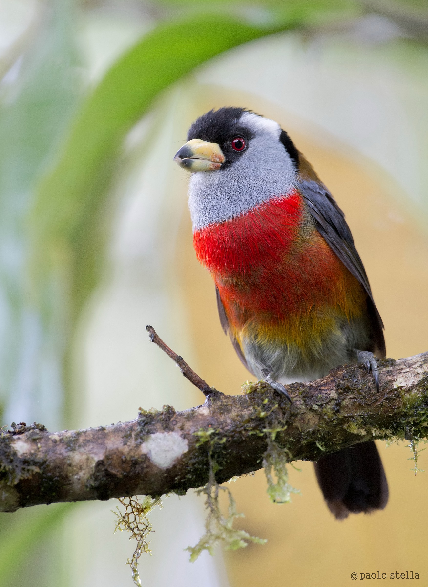 Toucan-Barbet (Semnornis ramphastinus)