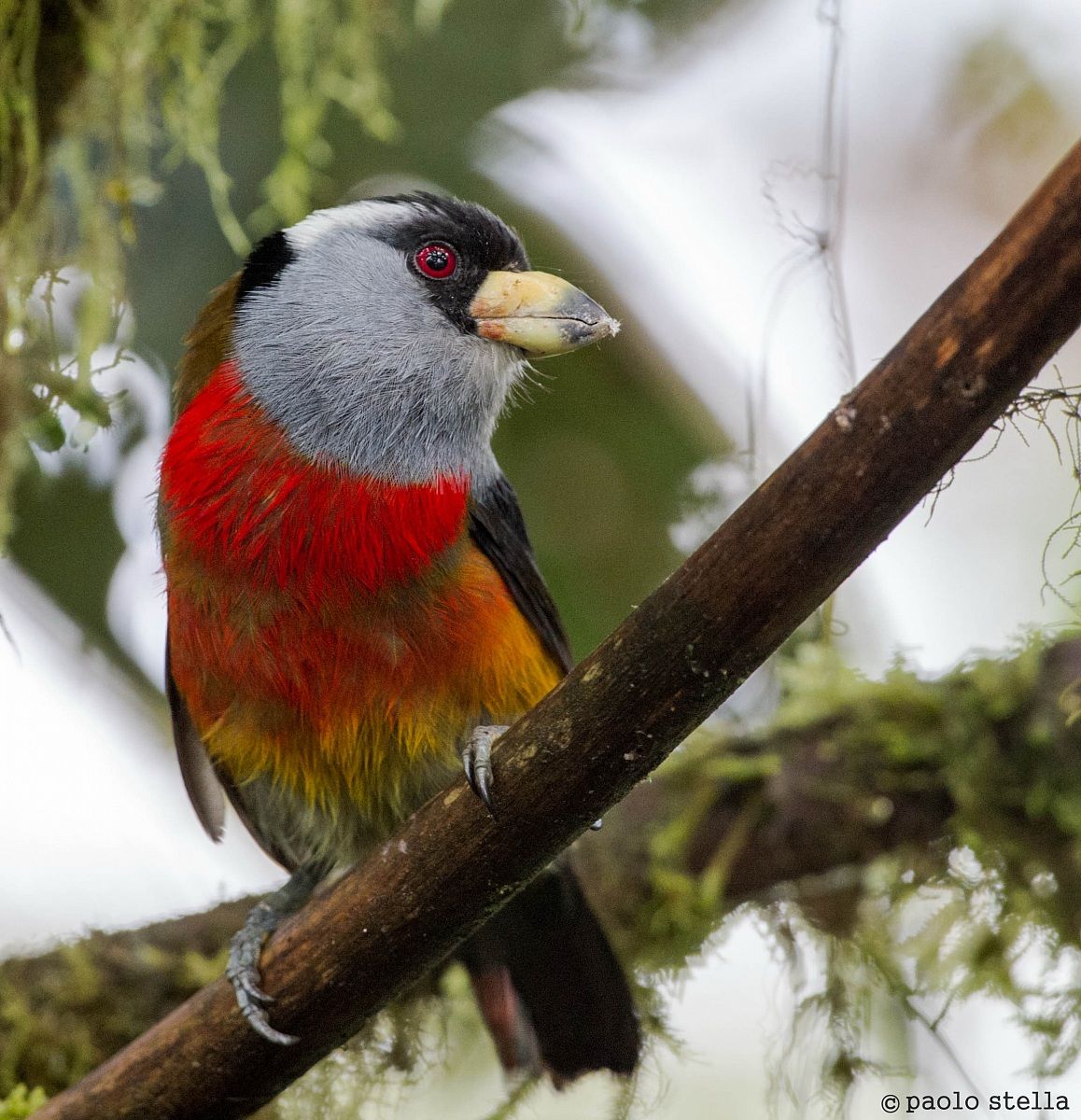 Toucan-Barbet (Semnornis ramphastinus)