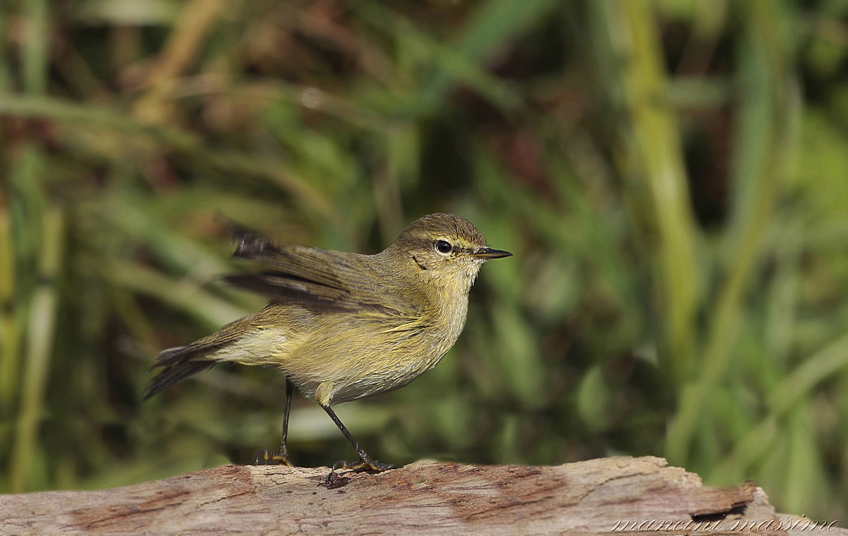 lui piccolo (phylloscopus collybita )
