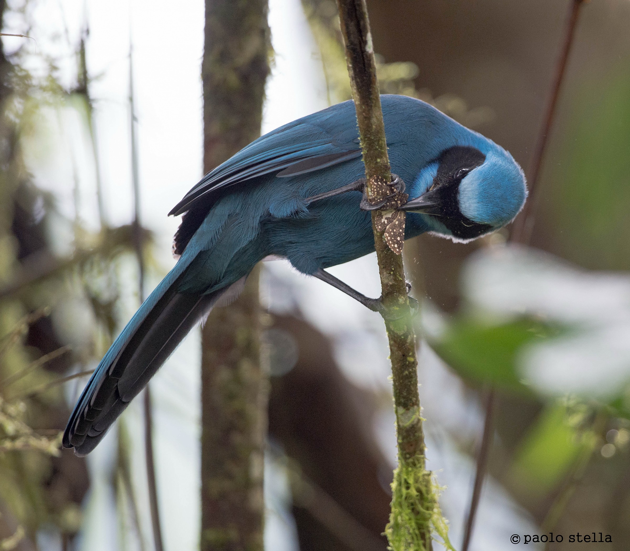 Masked Flowerpiercer (Diglossa cyanea)