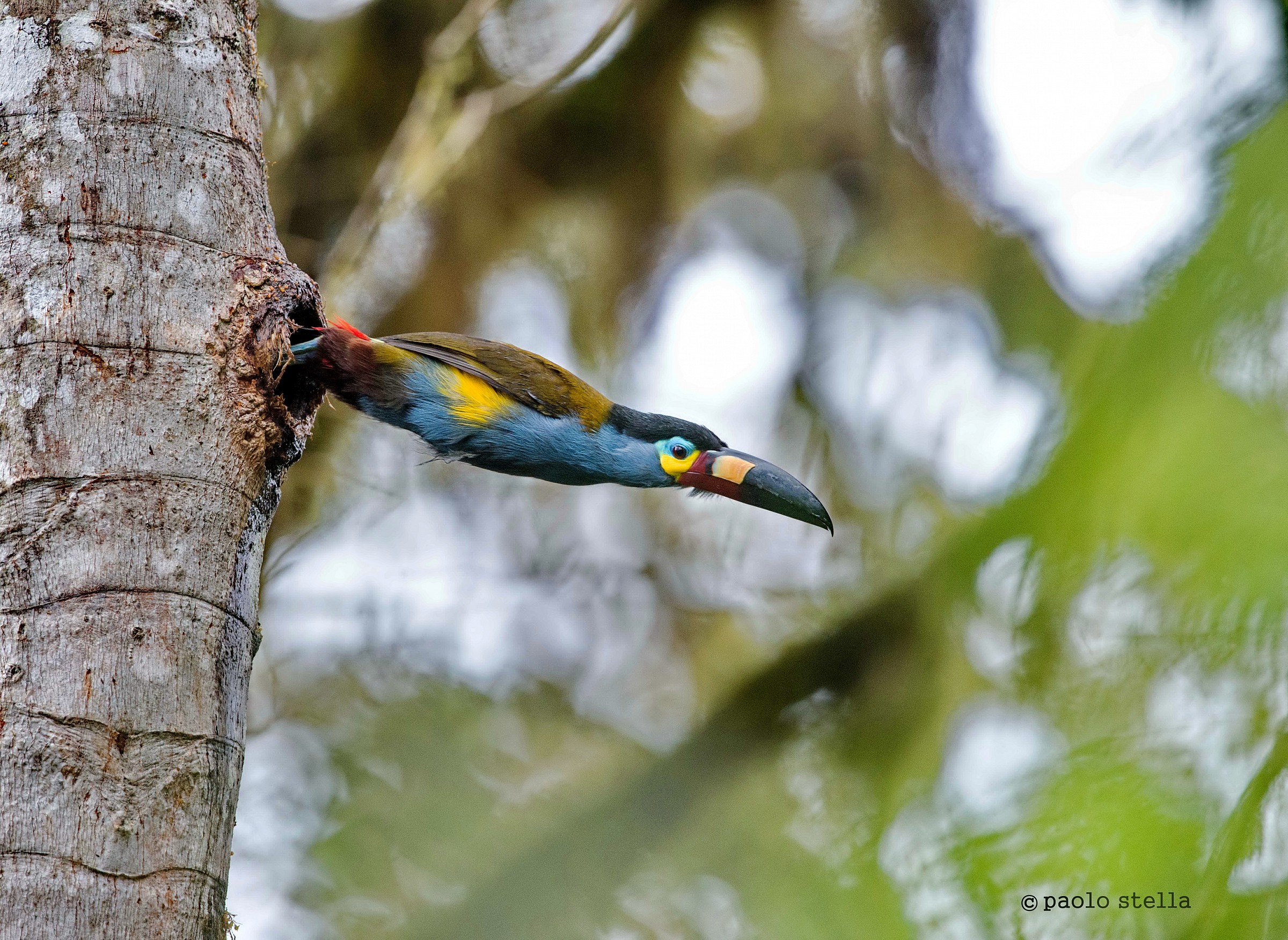 the plunge from the nest - Plate-billed Mountain Toucan