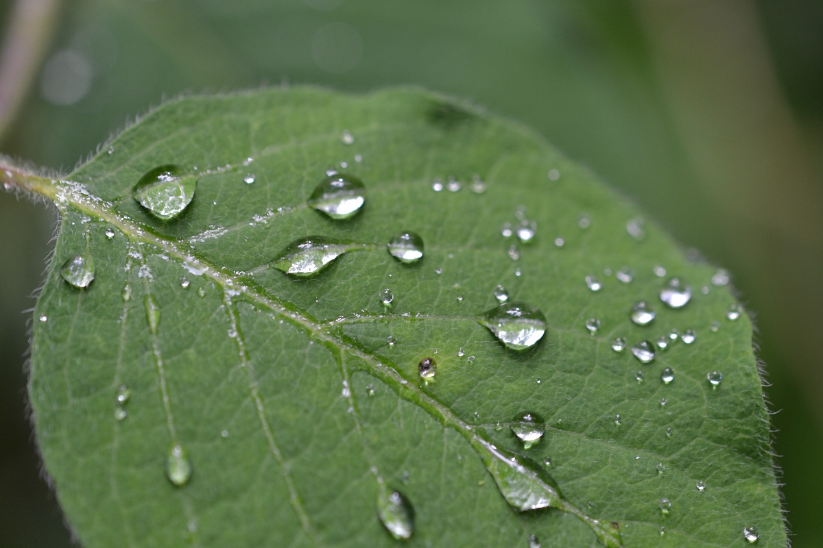 Dew on a Leaf