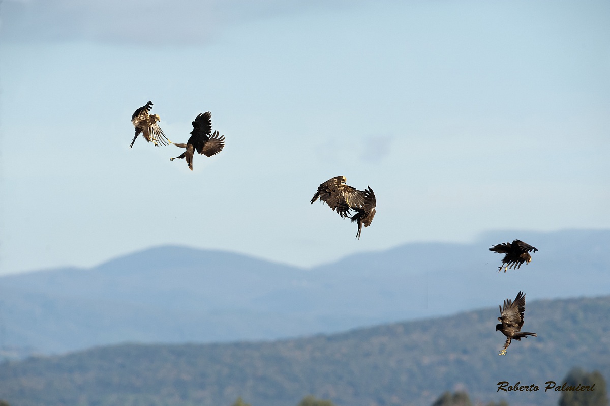 Battaglia aerea tra due falchi di palude